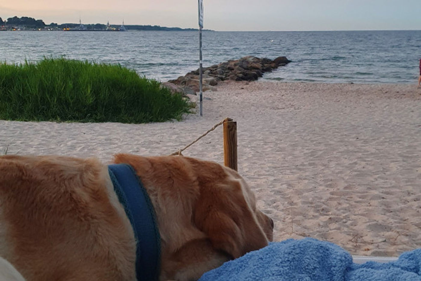 Unvergessliche Strandnacht mit deinem Hund erleben
