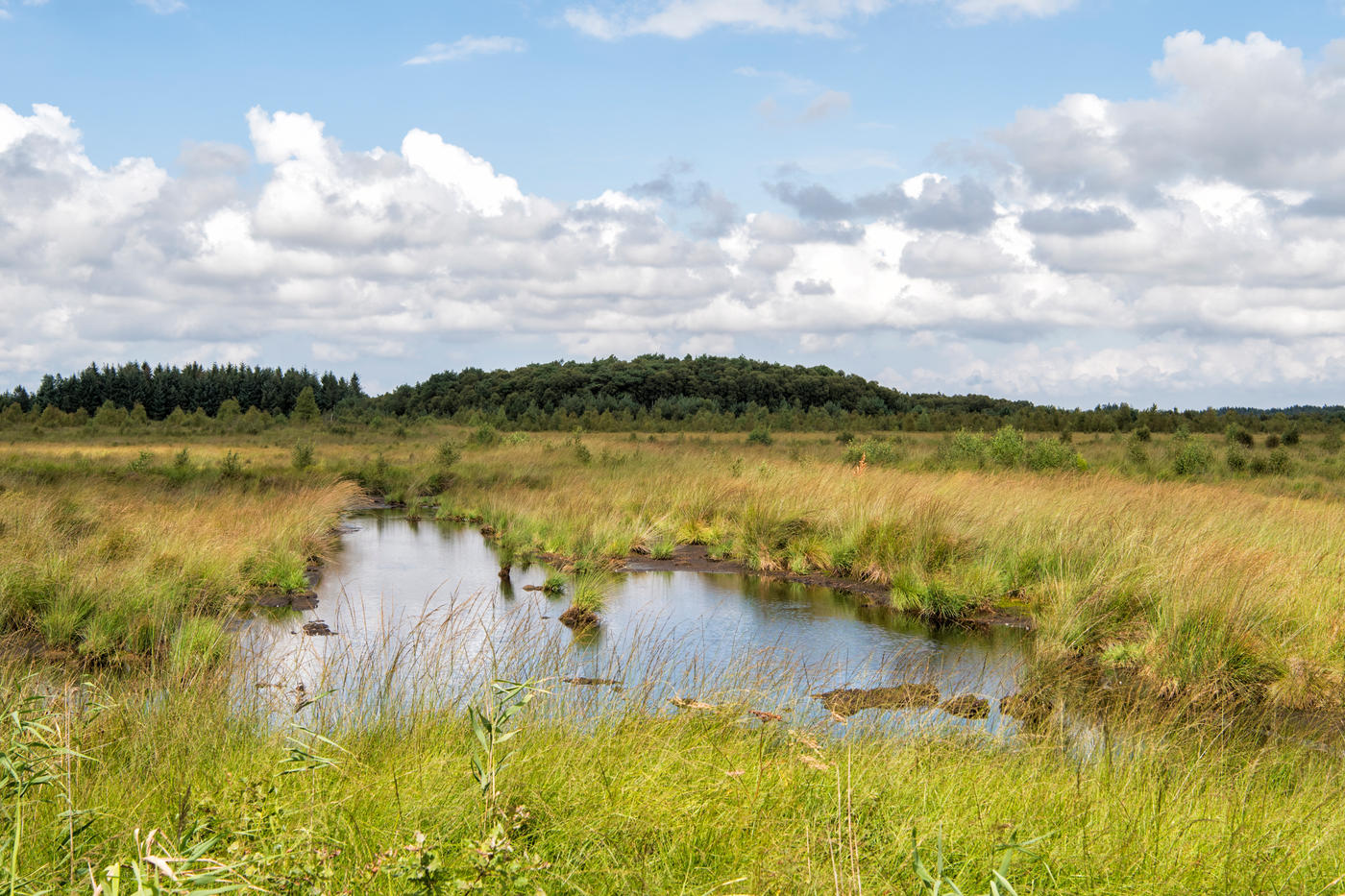 Entdeckertour ins mystische Moor