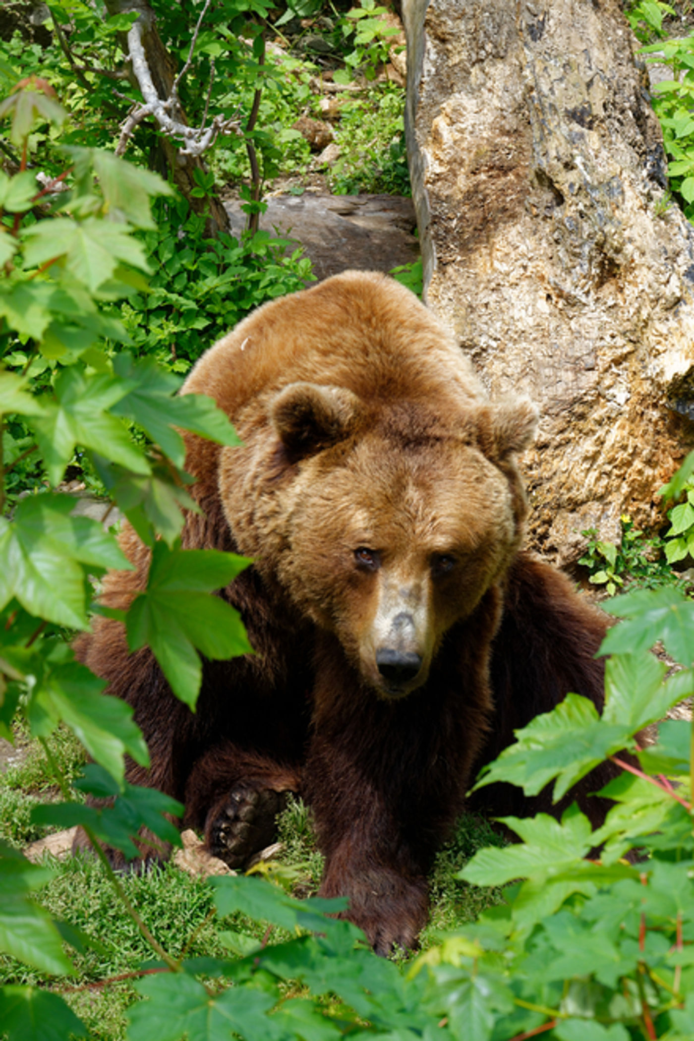 Einzigartige Begegnung mit der alpinen Tierwelt