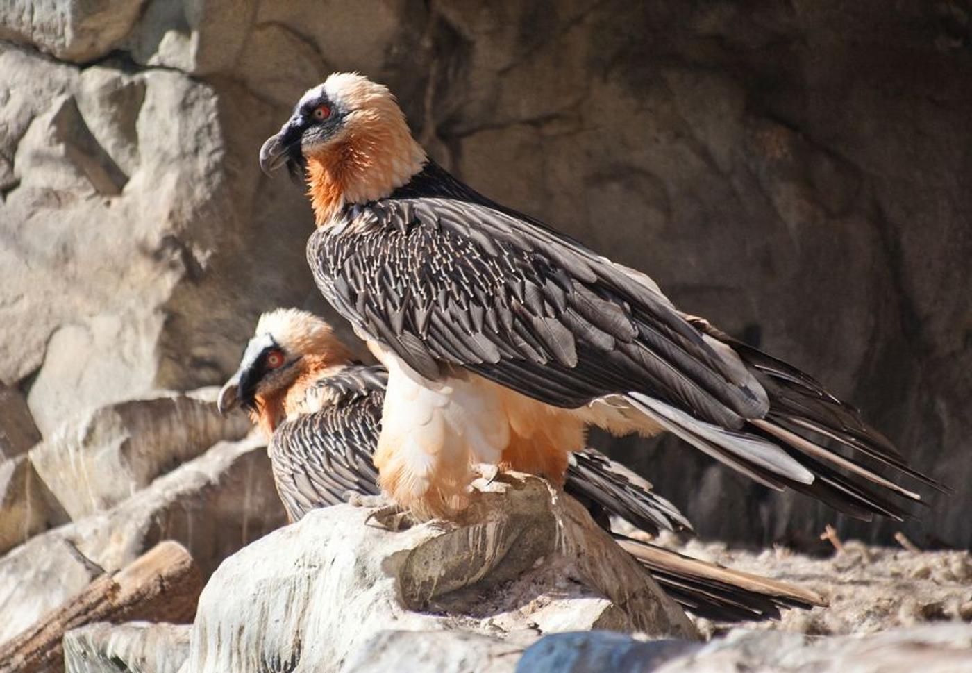 Einzigartige Begegnung mit der alpinen Tierwelt