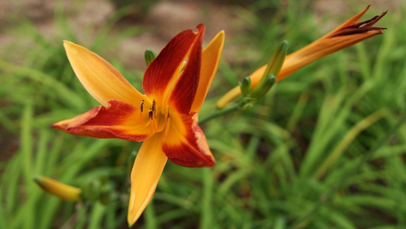 Architektonisches Meisterwerk des Modernisme