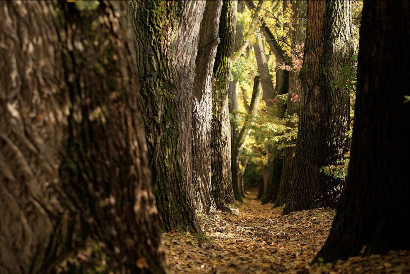 Unter dem Blätterdach